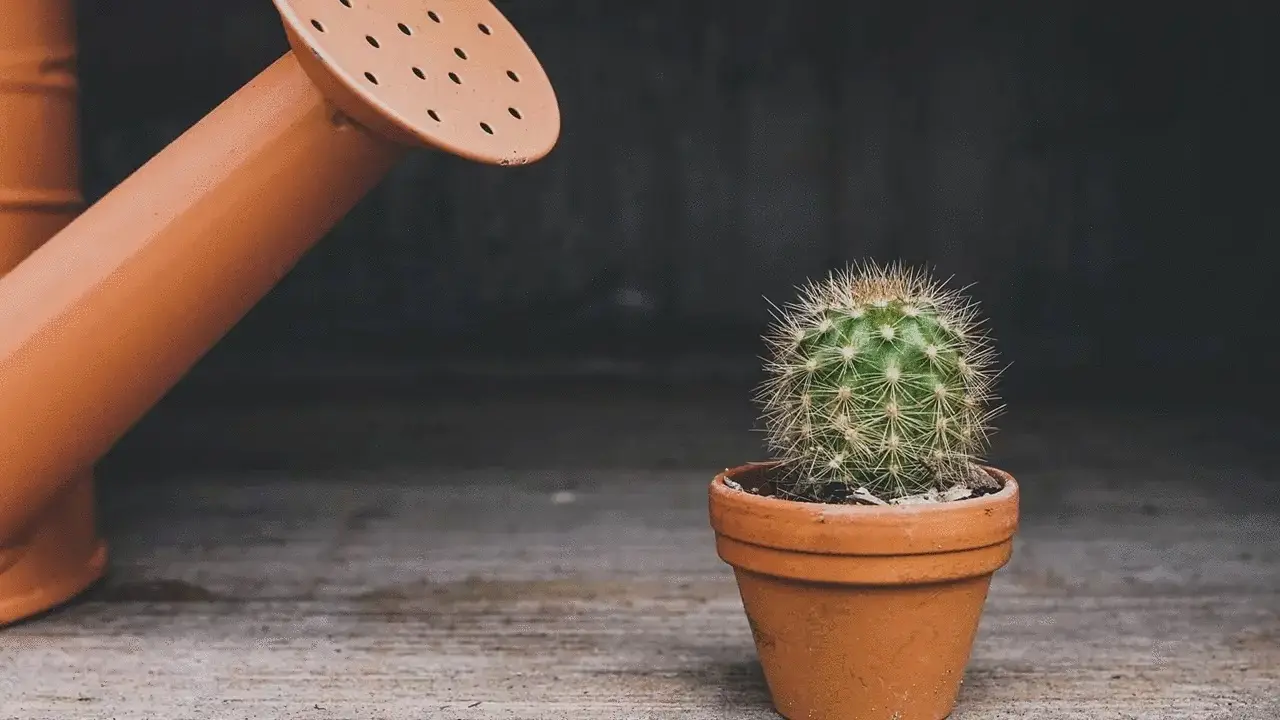Il tuo cactus si sta raggrinzendo, ha bisogno di acqua? Come capire quando annaffiarlo