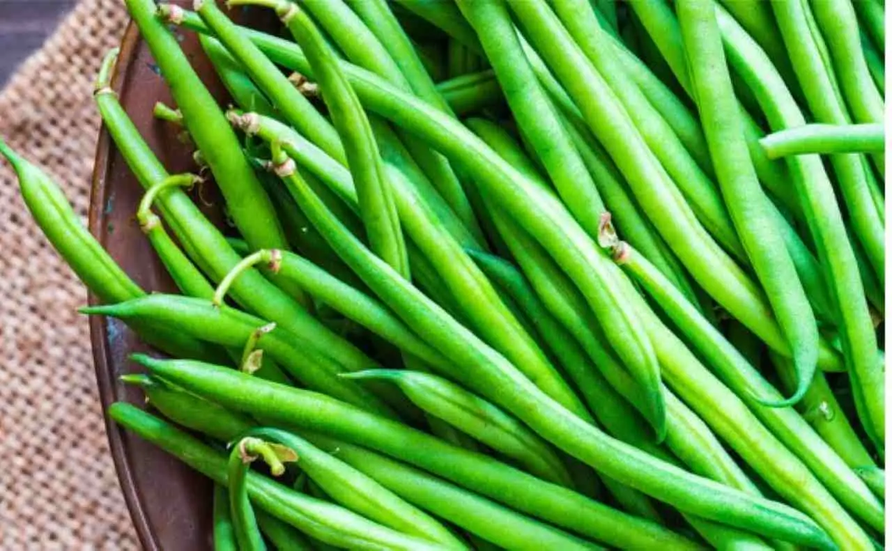 Fagiolini: quanto tempo serve per vedere germogliare i semi e perché la crescita delle piante ci affascina