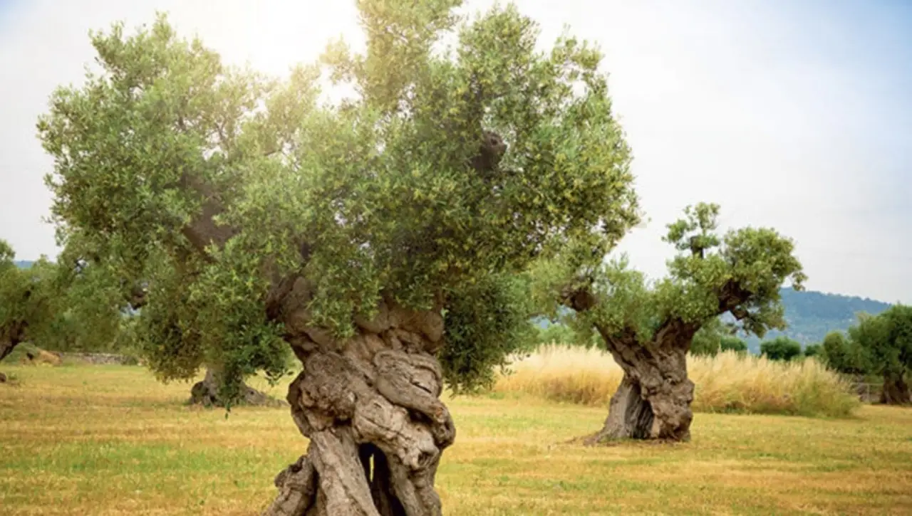 Quali sono le piante più antiche della Terra? Viaggio alla scoperta dei primi organismi vegetali