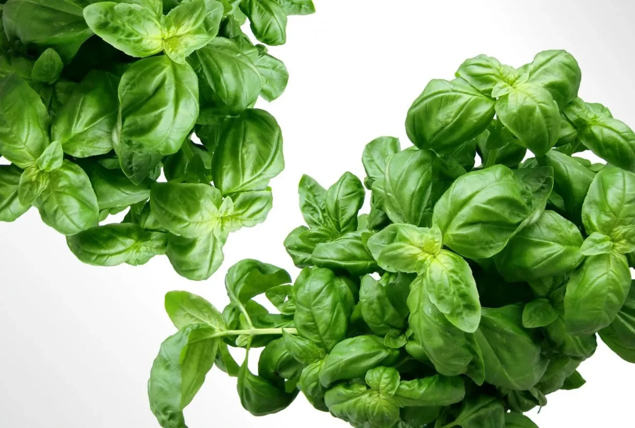 Basilico che si scurisce: cause comuni e consigli per avere piante più sane