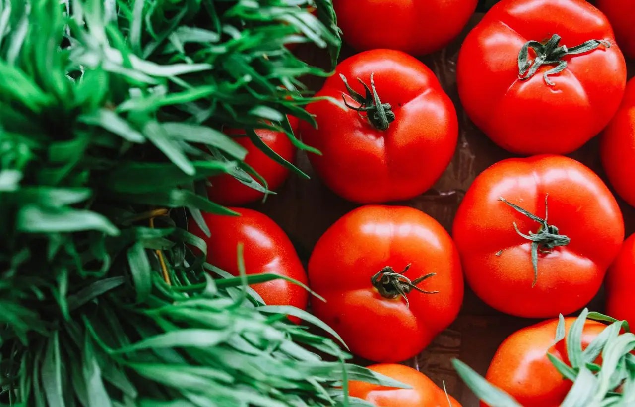 Questo ortaggio peggiora il sapore dei pomodori e si insinua di notte: eliminarlo subito facilita una crescita robusta