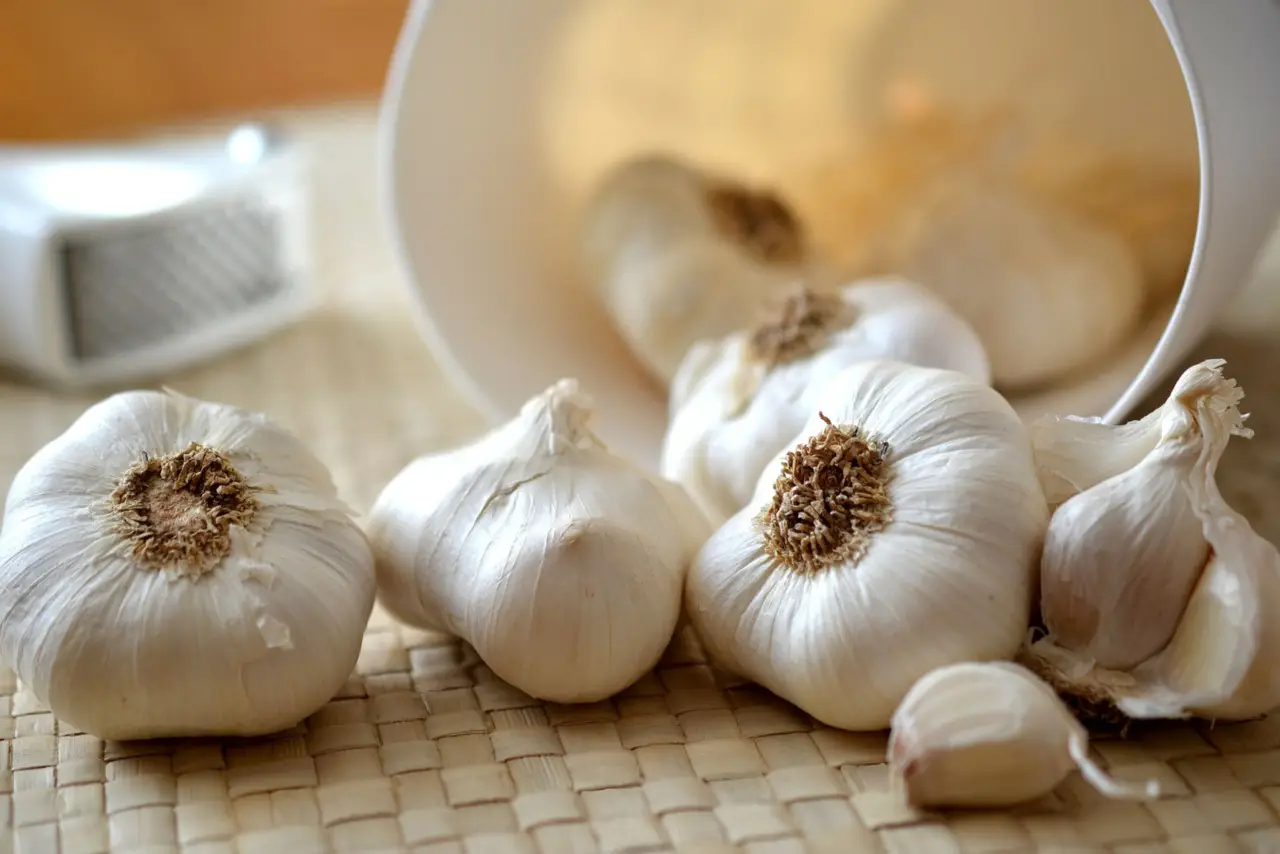 La pianta officinale con proprietà simili agli antibiotici: ecco quale scegliere