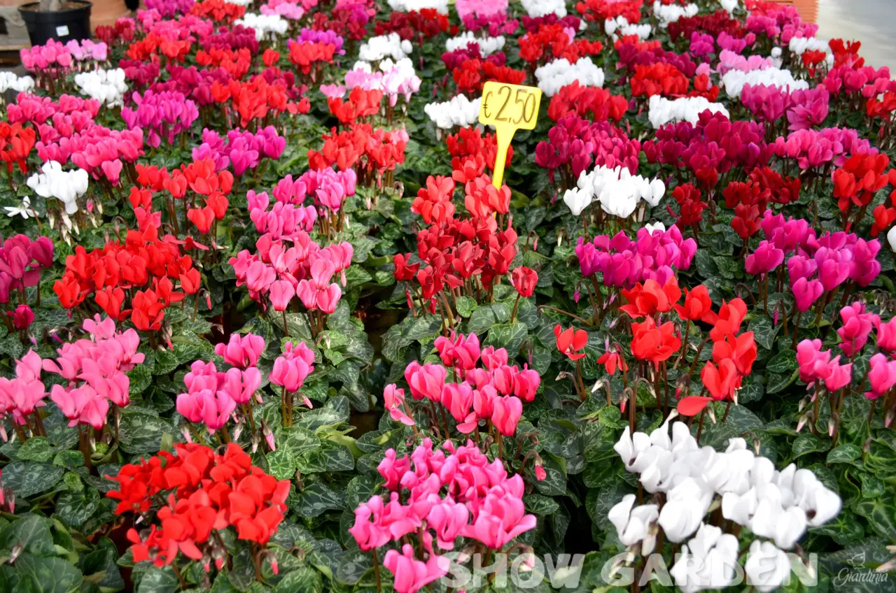 Tre tipi di fiori che resistono e fioriscono tutto l’anno: ecco quali scegliere
