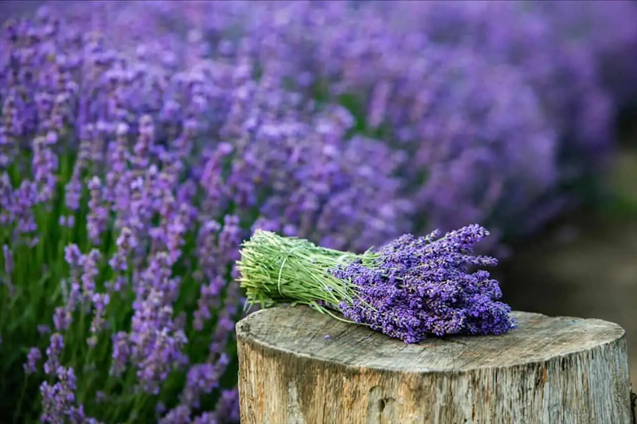 Il trucco per far durare la lavanda recisa: ecco cosa devi fare