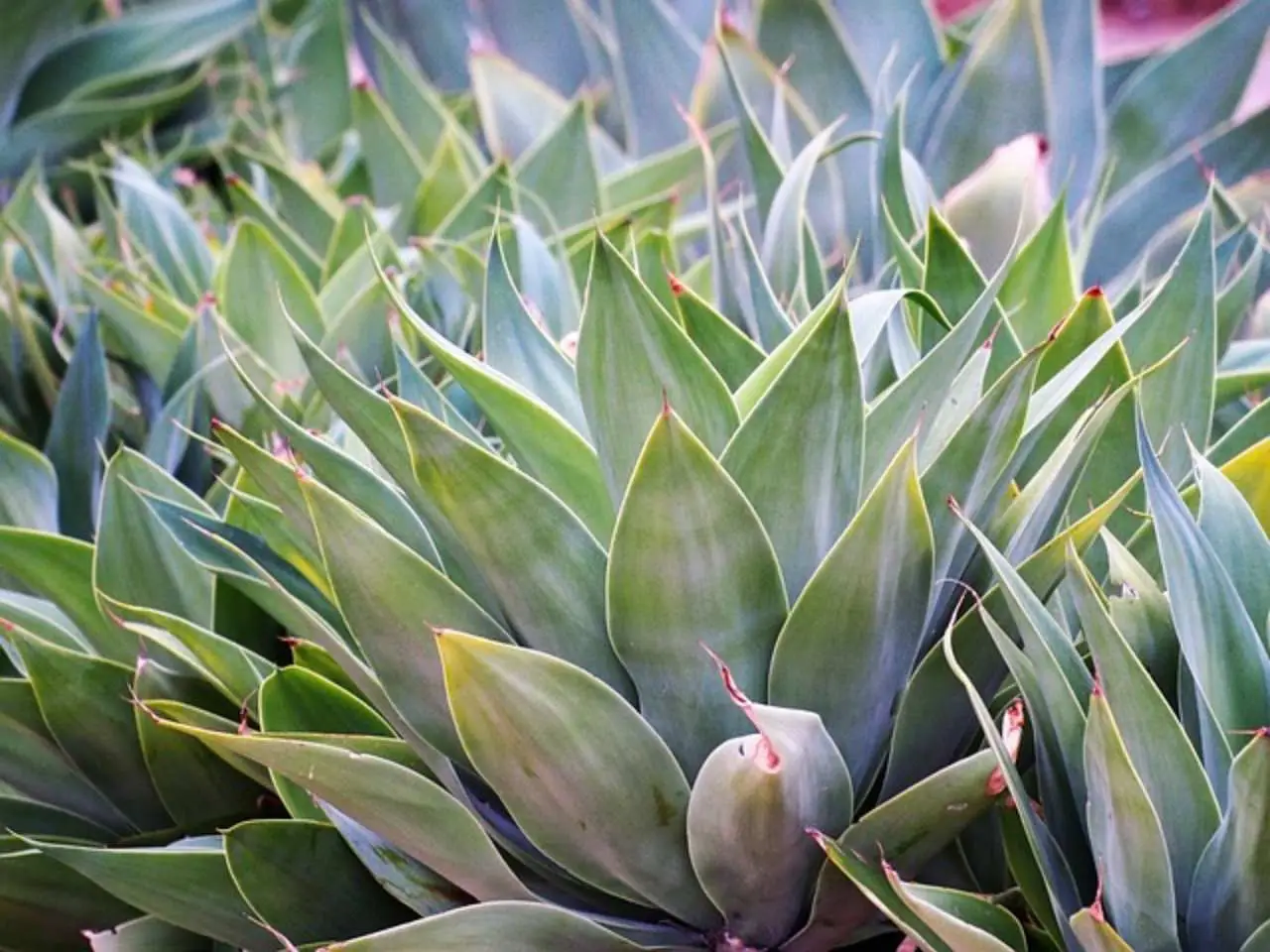 Fino a che temperatura può resistere l’agave? Ecco il dato ufficiale