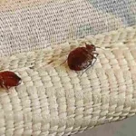 Allarme blatte nel letto: ecco perché succede e come evitarlo subito