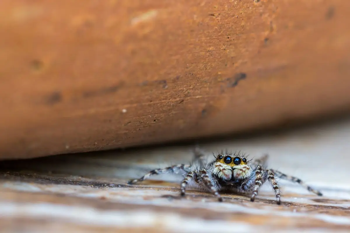 Attenzione ai ragni in casa in autunno: ecco cosa li attira e come allontanarli senza ucciderli