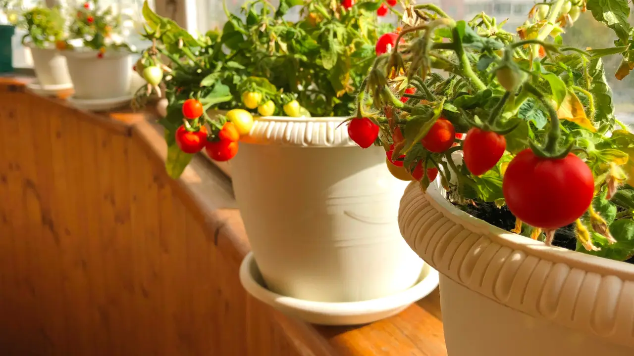 Come si fa a creare un piccolo orto sul balcone in autunno? Le verdure che puoi coltivare ora