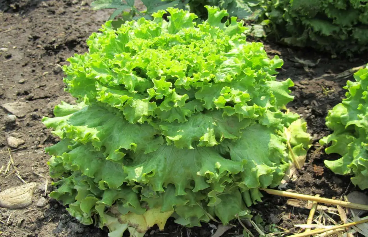 Come si fa a coltivare l’indivia e la scarola? Le insalate amare dell’inverno