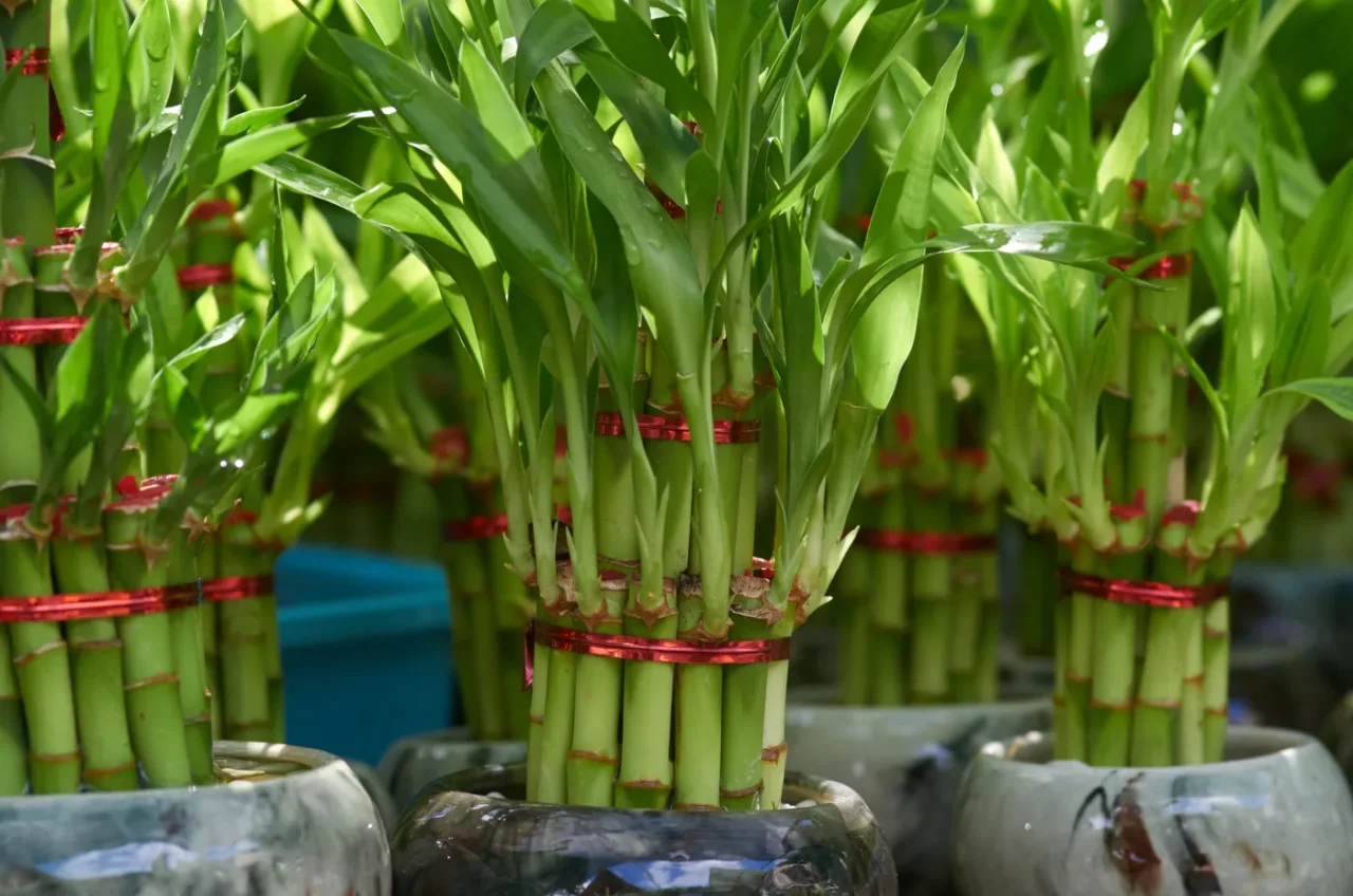 La tua Dracena (tronchetto della felicità) ha le foglie macchiate? L’analisi dei problemi