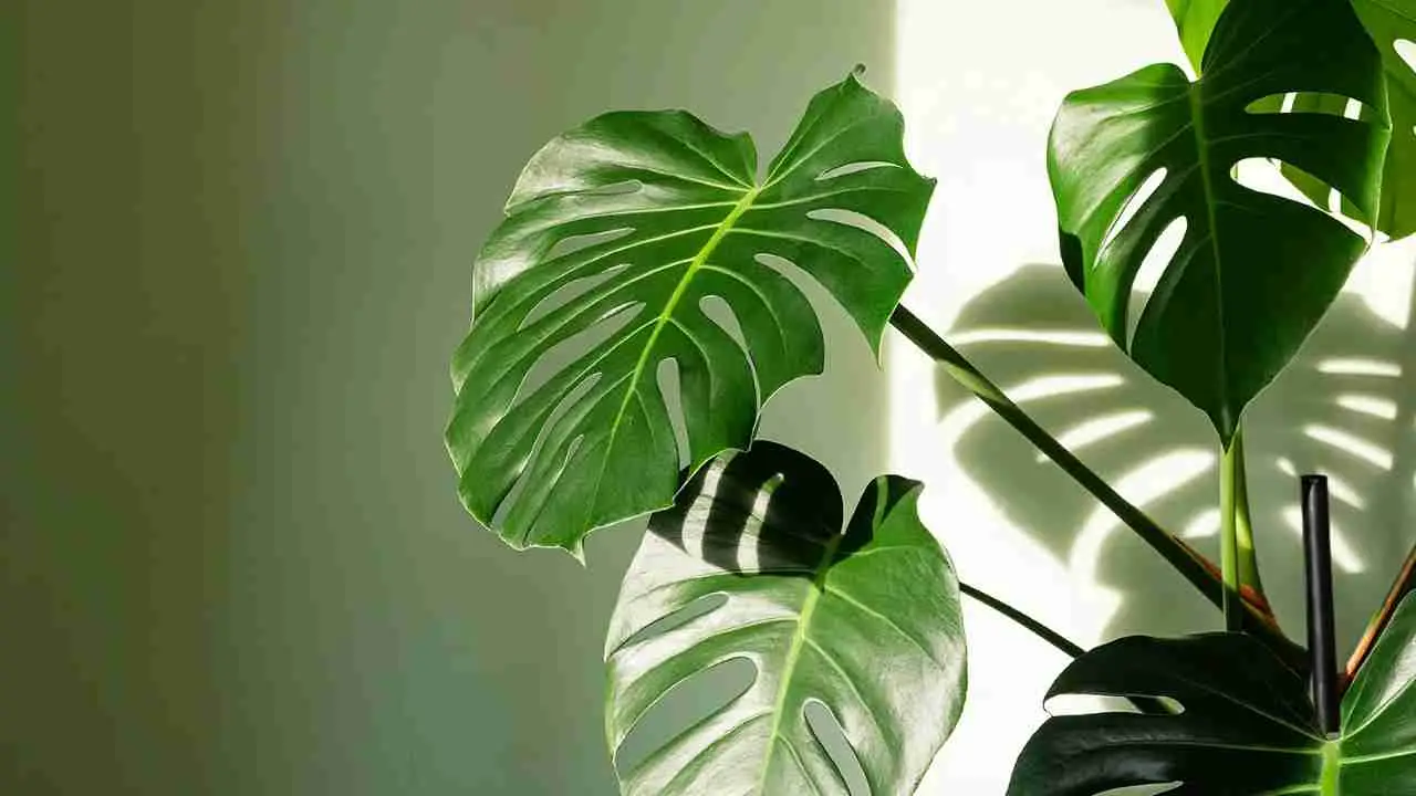La tua Monstera deliciosa ha le foglie piccole e non bucate, perché? Ha bisogno di più luce
